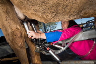 You are currently viewing “There’s no manual”: Michelle Philips and camel farming